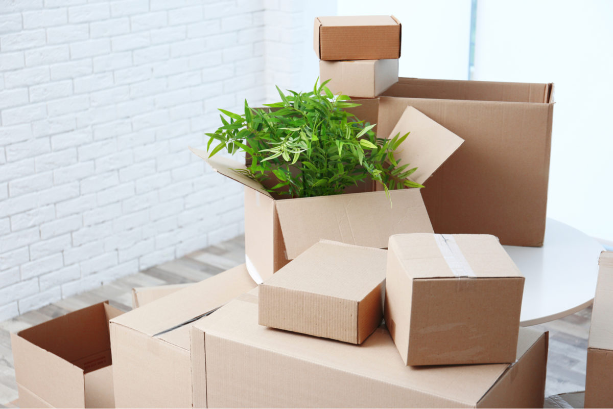 How To Pack Small & Big Plants For Moving — MetroMovers